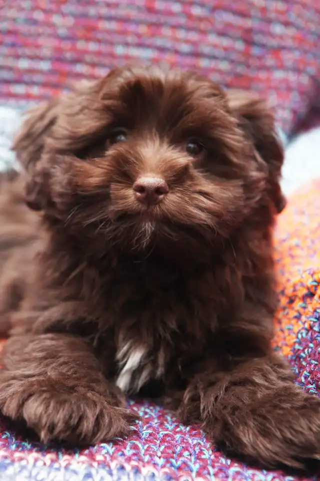 CKC Havanese Chocolate and White - Photo 3