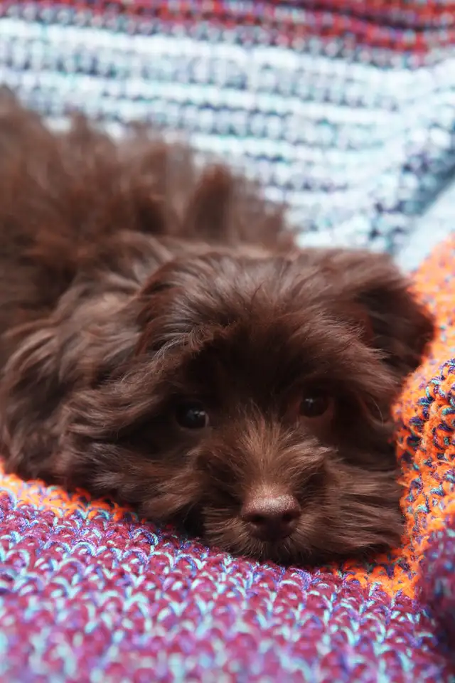 CKC Havanese Chocolate and White - Photo 4
