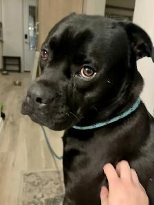 cane corso