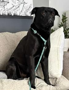 cane corso - Photo 2