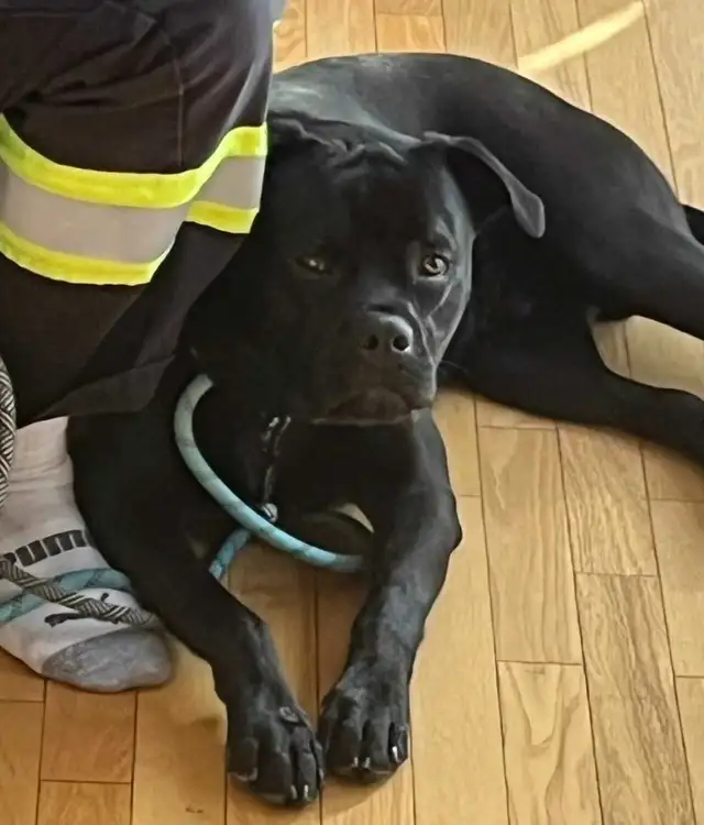 cane corso - Photo 3