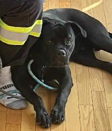 cane corso - Photo 3