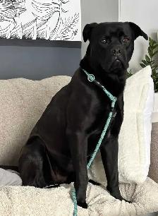 cane corso - Photo 4