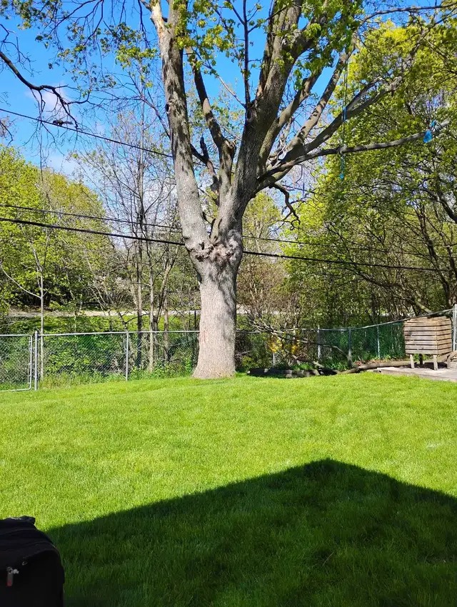 free firewood