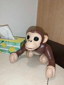 singe pré programmer imite un vrai singe