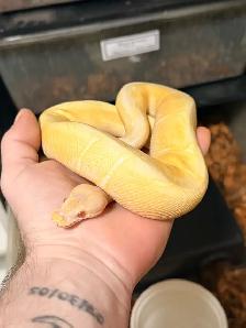Beautiful Male Albino Spider (NO WOBBLE)