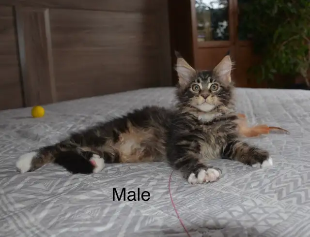Beautiful purebred Maine Coon kittens