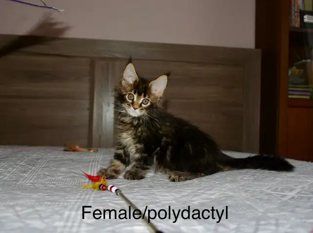 Beautiful purebred Maine Coon kittens - Photo 4