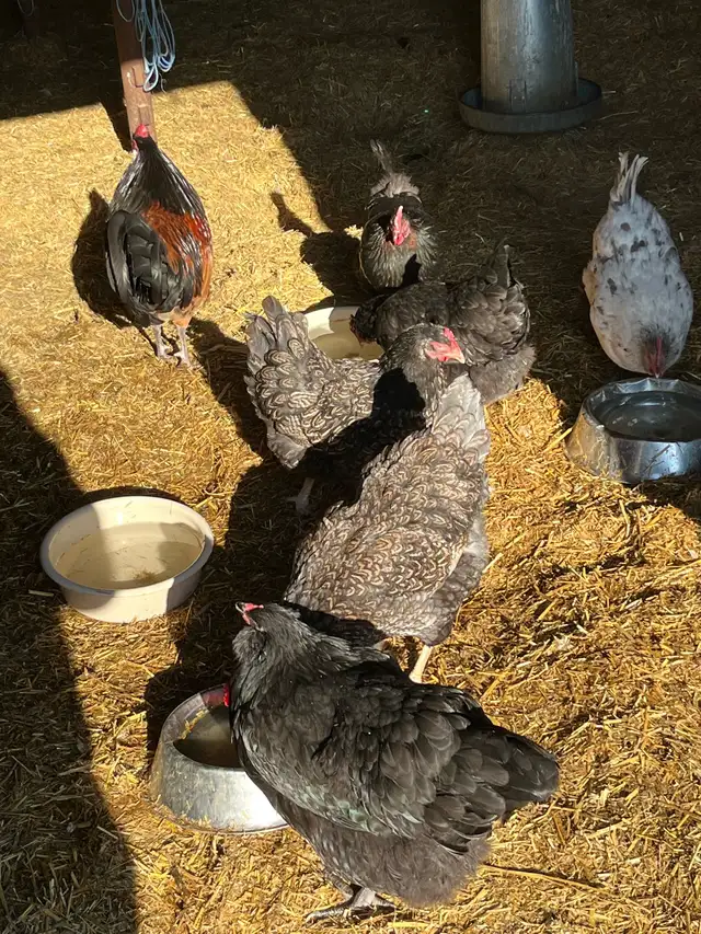 Hatching Eggs For Sale! - Photo 2