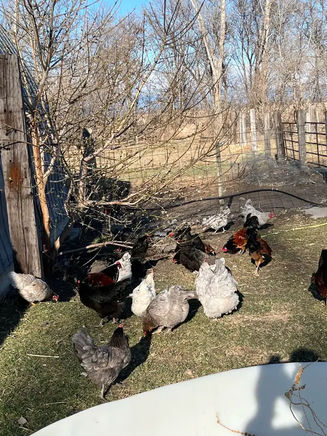 Hatching Eggs For Sale! - Photo 3