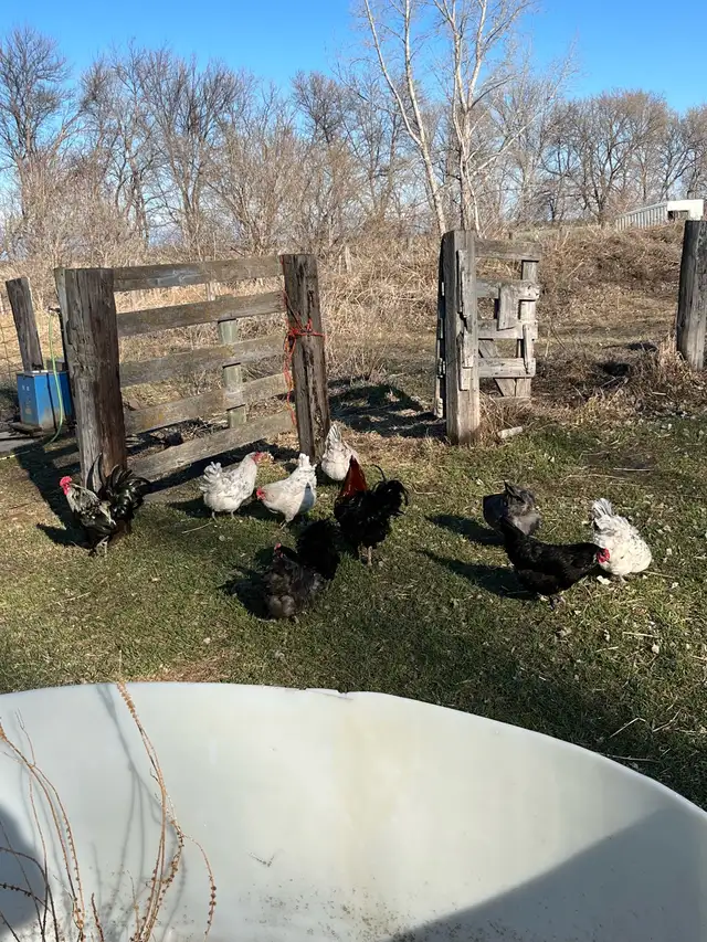 Hatching Eggs For Sale! - Photo 4