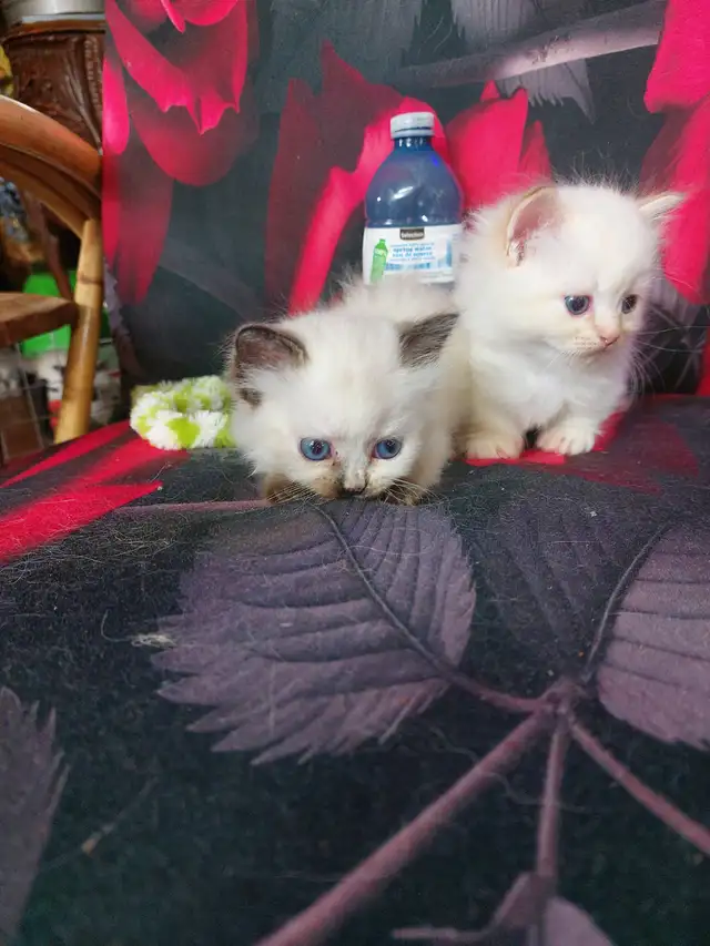 BEAUTIFUL BLUE EYED STANDARD NAPOLEON MUNCHKINS