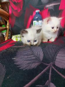BEAUTIFUL BLUE EYED STANDARD NAPOLEON MUNCHKINS