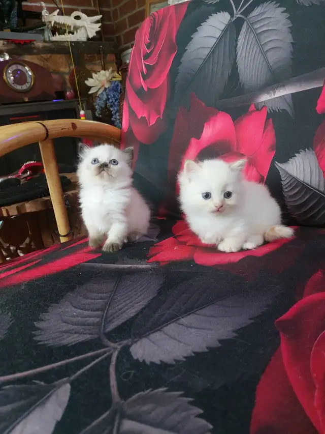 BEAUTIFUL BLUE EYED STANDARD NAPOLEON MUNCHKINS - Photo 2