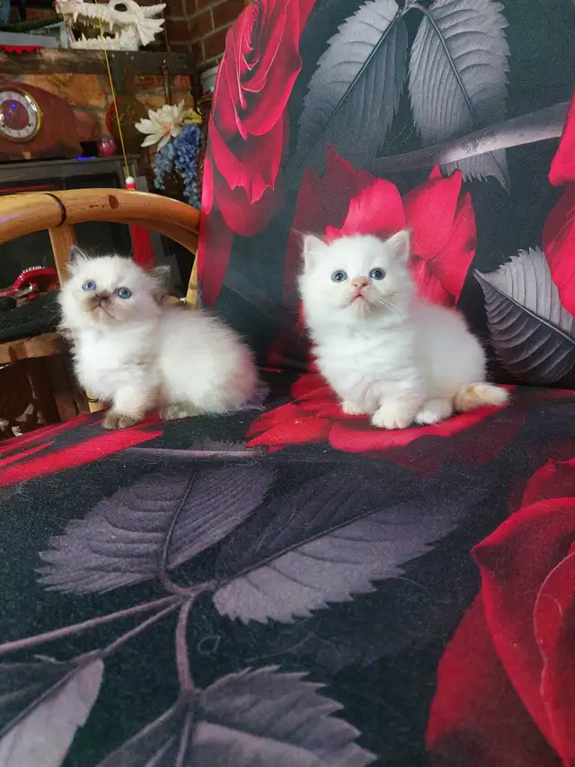 BEAUTIFUL BLUE EYED STANDARD NAPOLEON MUNCHKINS - Photo 3