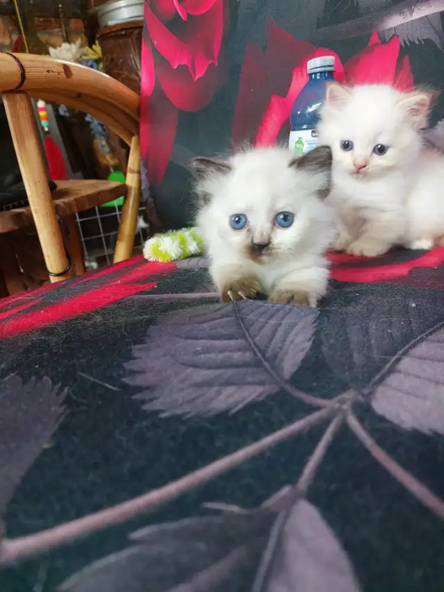 BEAUTIFUL BLUE EYED STANDARD NAPOLEON MUNCHKINS - Photo 4