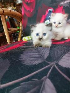 BEAUTIFUL BLUE EYED STANDARD NAPOLEON MUNCHKINS - Photo 4