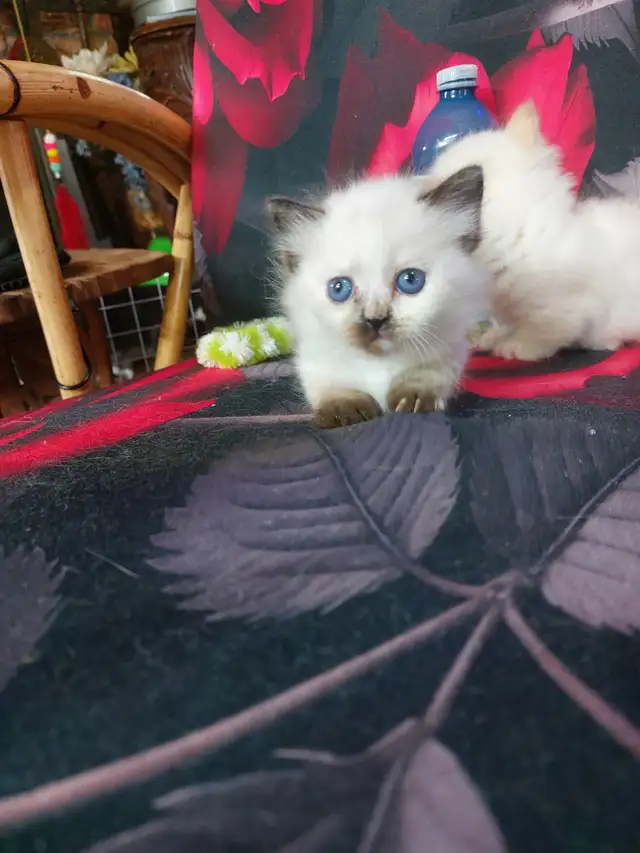 BEAUTIFUL BLUE EYED STANDARD NAPOLEON MUNCHKINS - Photo 5