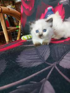 BEAUTIFUL BLUE EYED STANDARD NAPOLEON MUNCHKINS - Photo 5