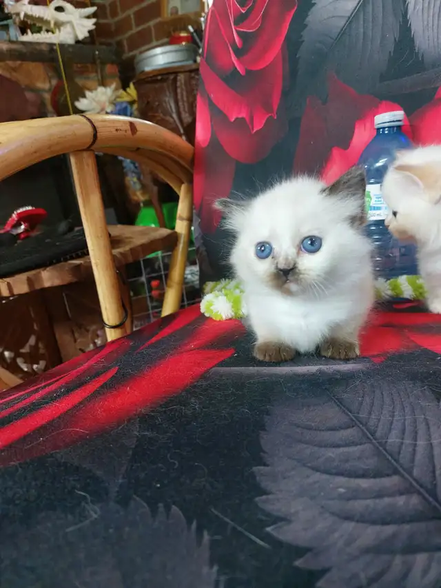 BEAUTIFUL BLUE EYED STANDARD NAPOLEON MUNCHKINS - Photo 6