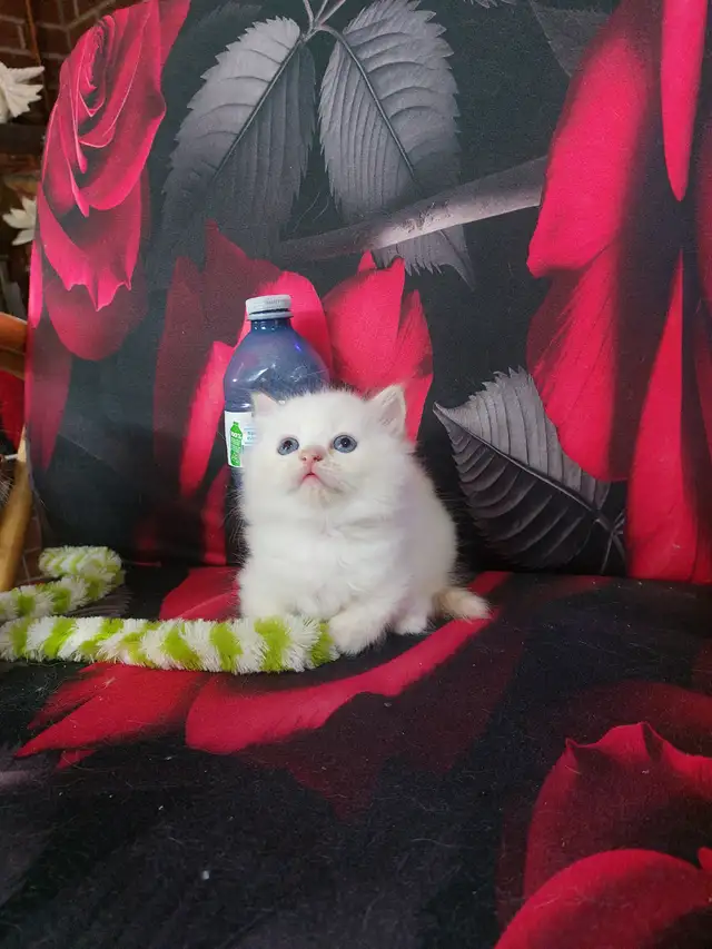 BEAUTIFUL BLUE EYED STANDARD NAPOLEON MUNCHKINS - Photo 7