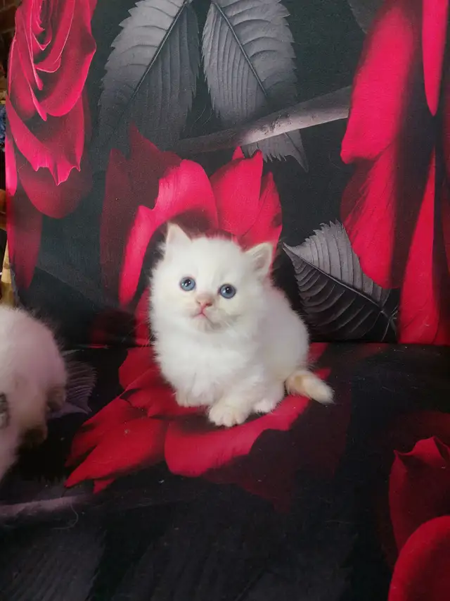 BEAUTIFUL BLUE EYED STANDARD NAPOLEON MUNCHKINS - Photo 8