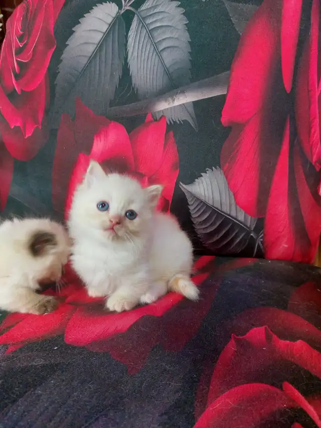 BEAUTIFUL BLUE EYED STANDARD NAPOLEON MUNCHKINS - Photo 9
