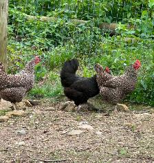 chicken