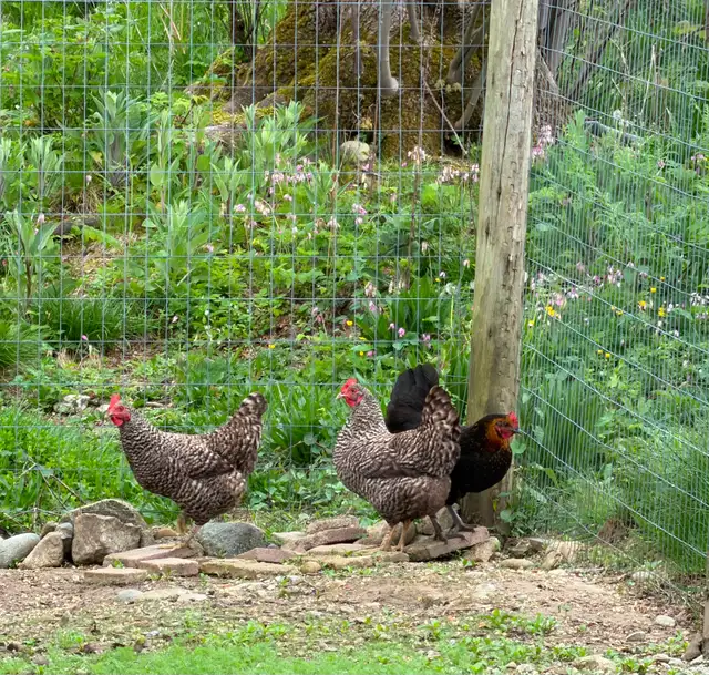 chicken - Photo 2