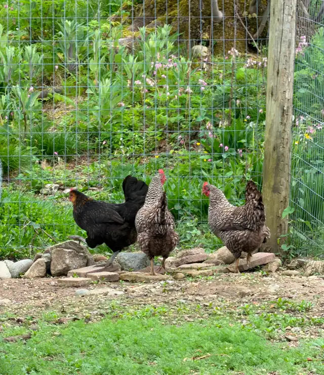 chicken - Photo 3