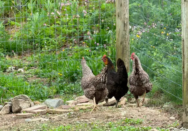 chicken - Photo 4