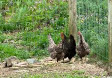 chicken - Photo 4