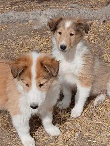 Adorable Rough Collie/Sheltie mix