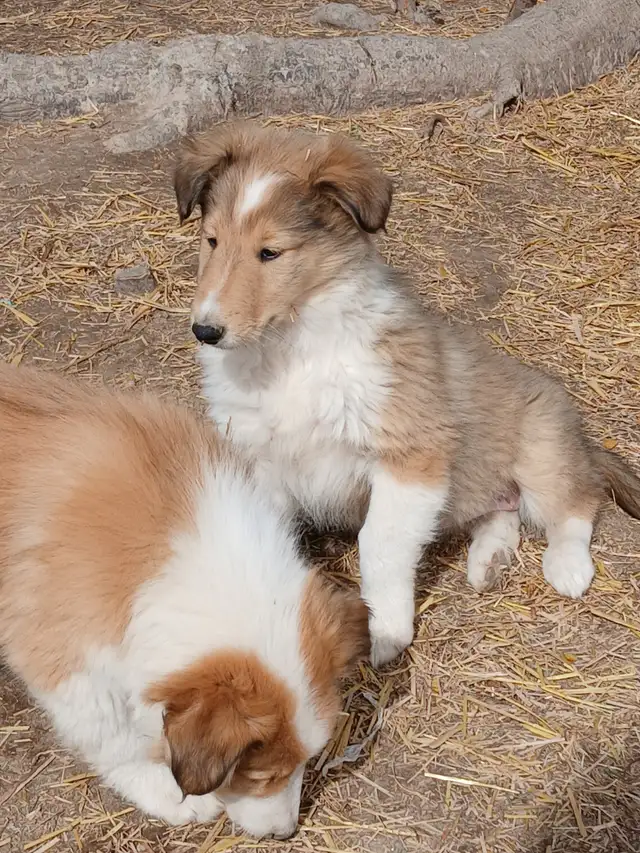Adorable Rough Collie/Sheltie mix - Photo 2