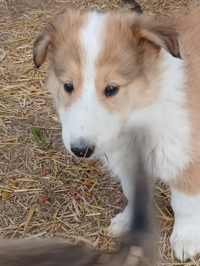 Adorable Rough Collie/Sheltie mix - Photo 3