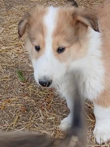 Adorable Rough Collie/Sheltie mix - Photo 3