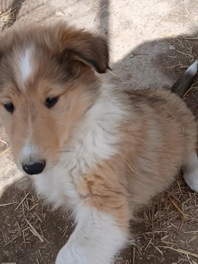 Adorable Rough Collie/Sheltie mix - Photo 4