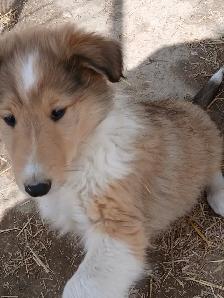 Adorable Rough Collie/Sheltie mix - Photo 4