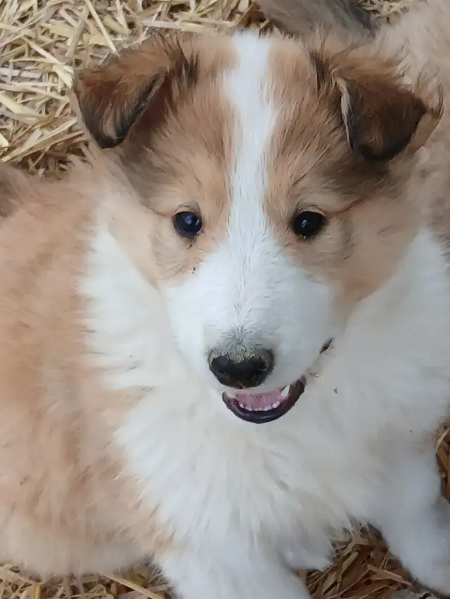Adorable Rough Collie/Sheltie mix - Photo 5