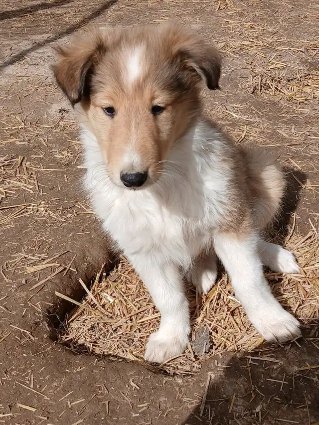 Adorable Rough Collie/Sheltie mix - Photo 6