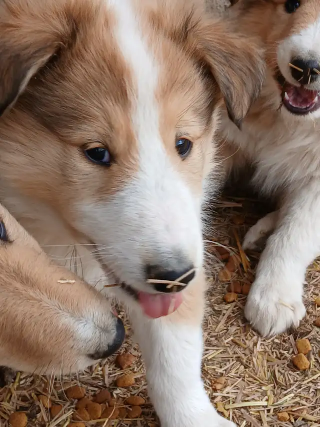 Adorable Rough Collie/Sheltie mix - Photo 7