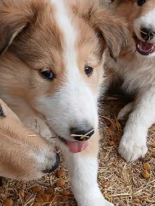 Adorable Rough Collie/Sheltie mix - Photo 7