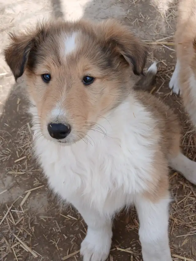 Adorable Rough Collie/Sheltie mix - Photo 8