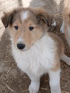 Adorable Rough Collie/Sheltie mix - Photo 8