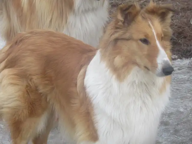 Adorable Rough Collie/Sheltie mix - Photo 9