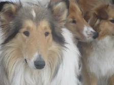 Adorable Rough Collie/Sheltie mix - Photo 10
