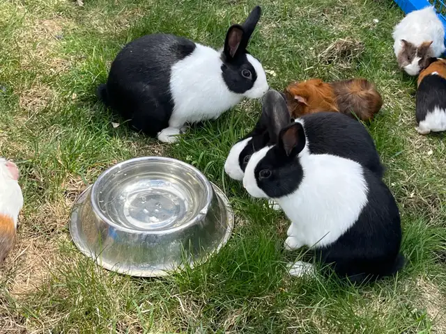 lapins Dutch