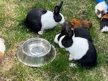 lapins Dutch
