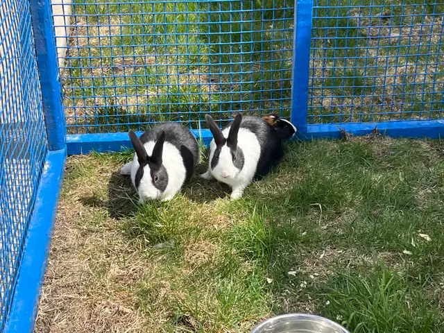 lapins Dutch - Photo 2