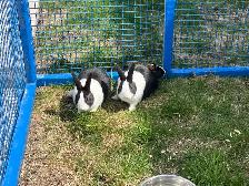 lapins Dutch - Photo 2